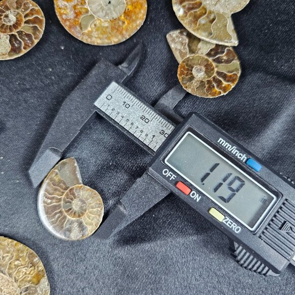 Ammonite Half - Picture 6 of 6